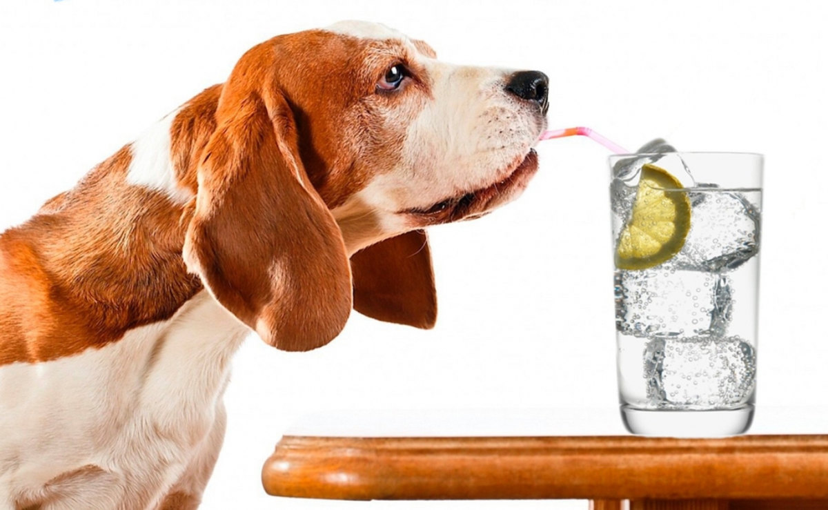Собака пьет воду. Рыжая собака пьет на белом фоне. Сколько должна пить собака в день воды. Сколько должна пить собака