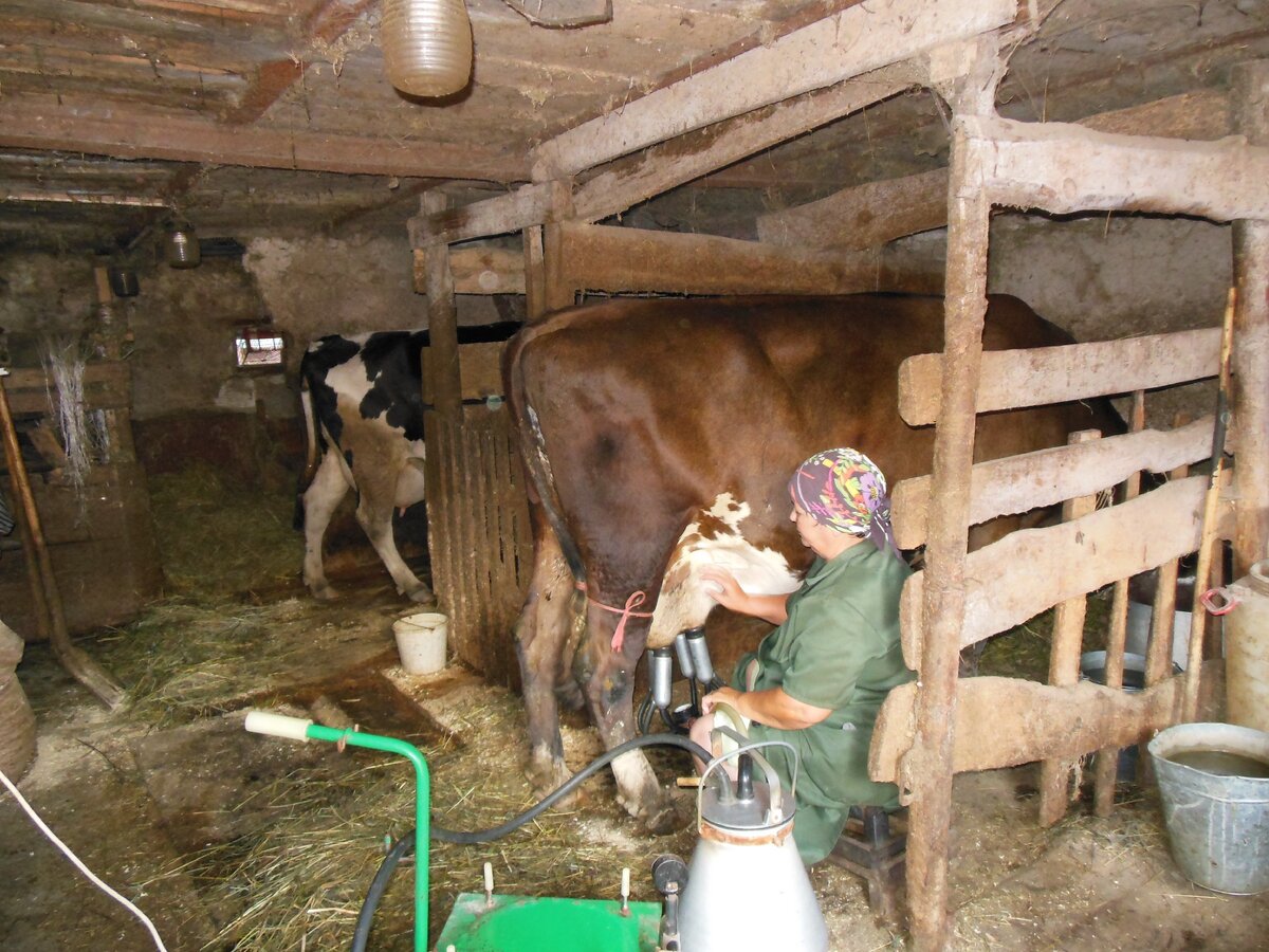 Мама Виталия держит у  дома небольшое хозяйство. Здесь парень и получил в детстве азы доения  (фото автора)