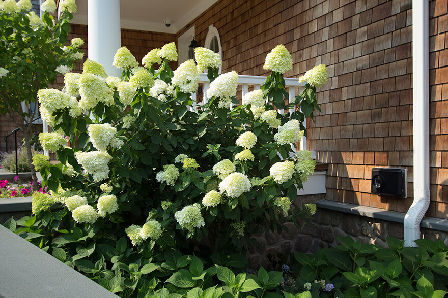 Гортензия метельчатая ЛаймЛайт (Hydrangea paniculata Limelight)