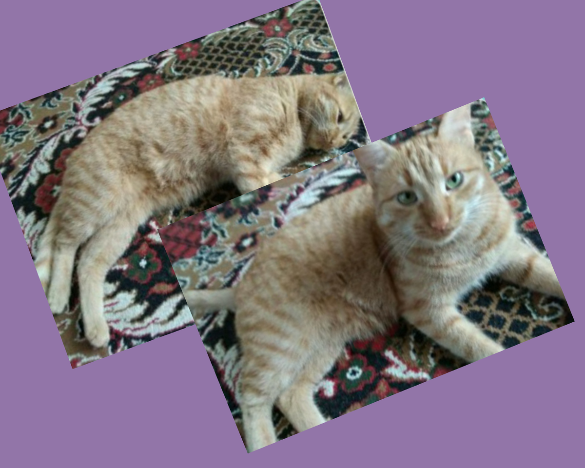 На фото первенец нашей Матильды, Мишка был примерно такой же, только поярче 