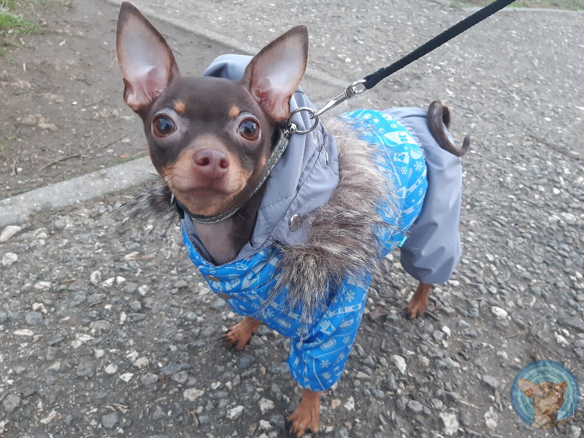 Вот так Мухтар выглядел в своей лучшей форме.