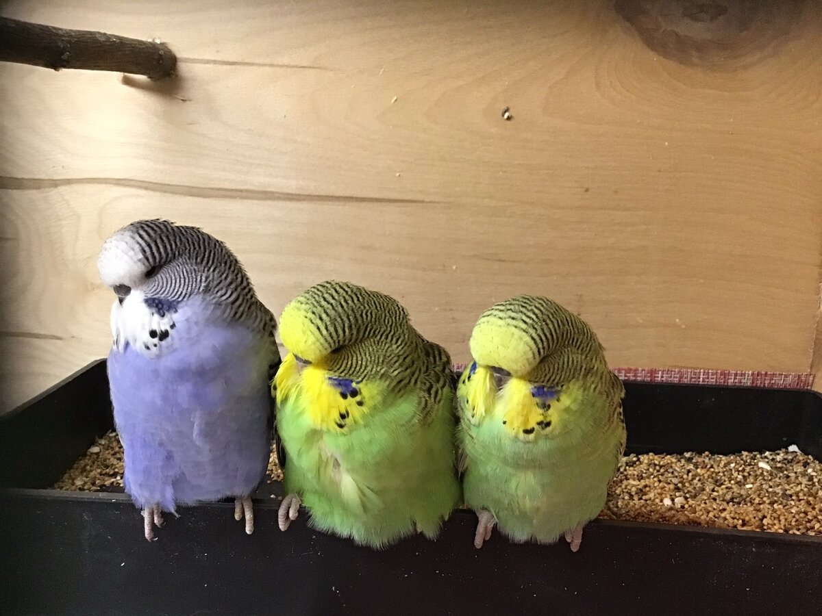 Волнистые выставочные попугаи. Картина карантина.