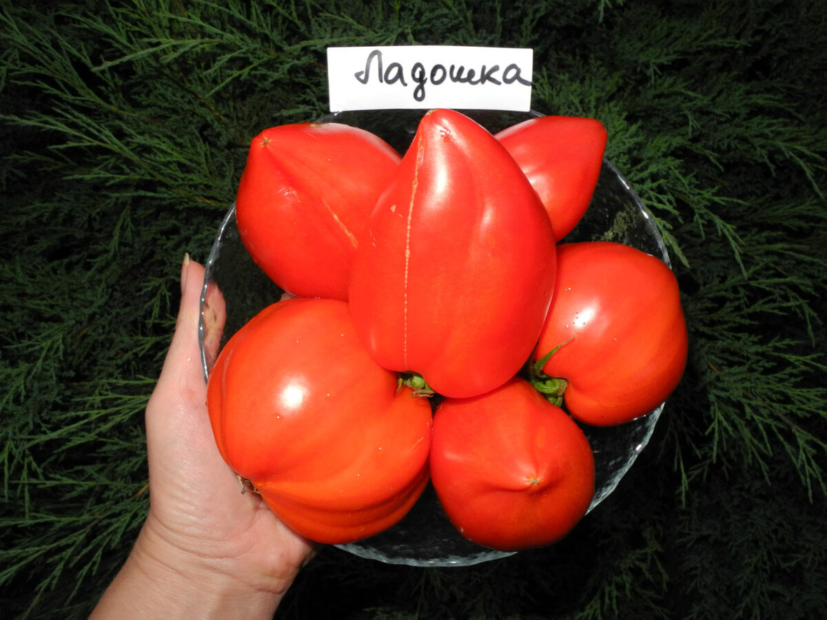 Ольга Чернова томат ладошка