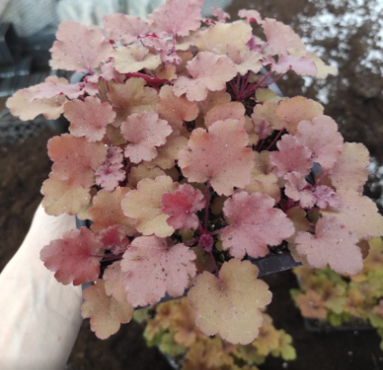 Питомник "Чистые пруды" г. Орел. Гейхера, весна 2021