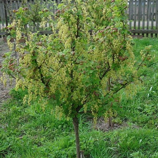 Фото компании "Образцовское ЛПХ"