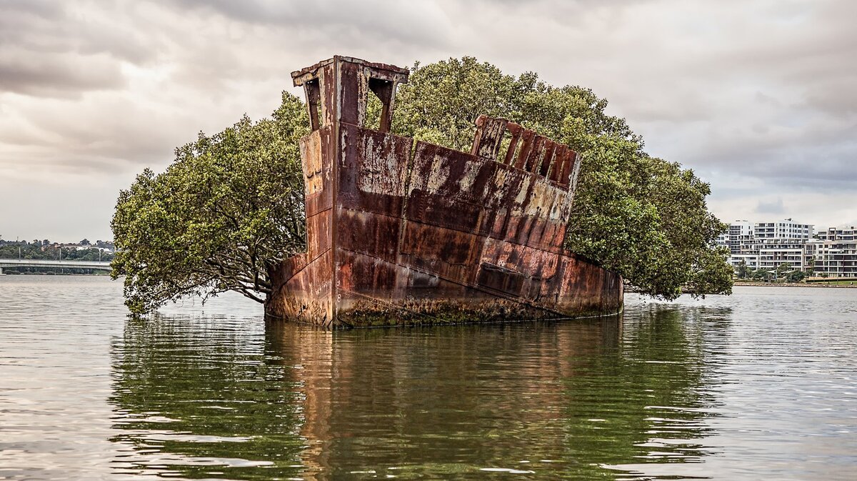 Город который находится на воде. Судно SS Ayrfield. Плавающий лес (SS Ayrfield) , Австралия. Заброшенный корабль SS Ayrfield.. Корабль лес Сидней.