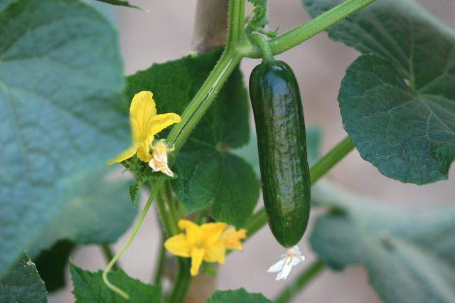 Если растение здорово, то после двух подкормок не следует пользоваться дрожжами. Ссылка на фото https://bitly.su/Y2MUX.