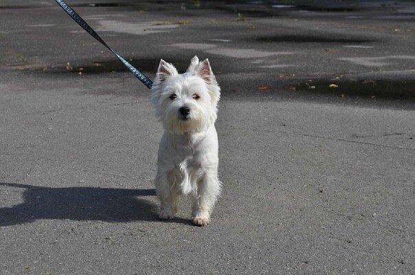 Фото из рабочего архива. Очаровательная Шалишка.