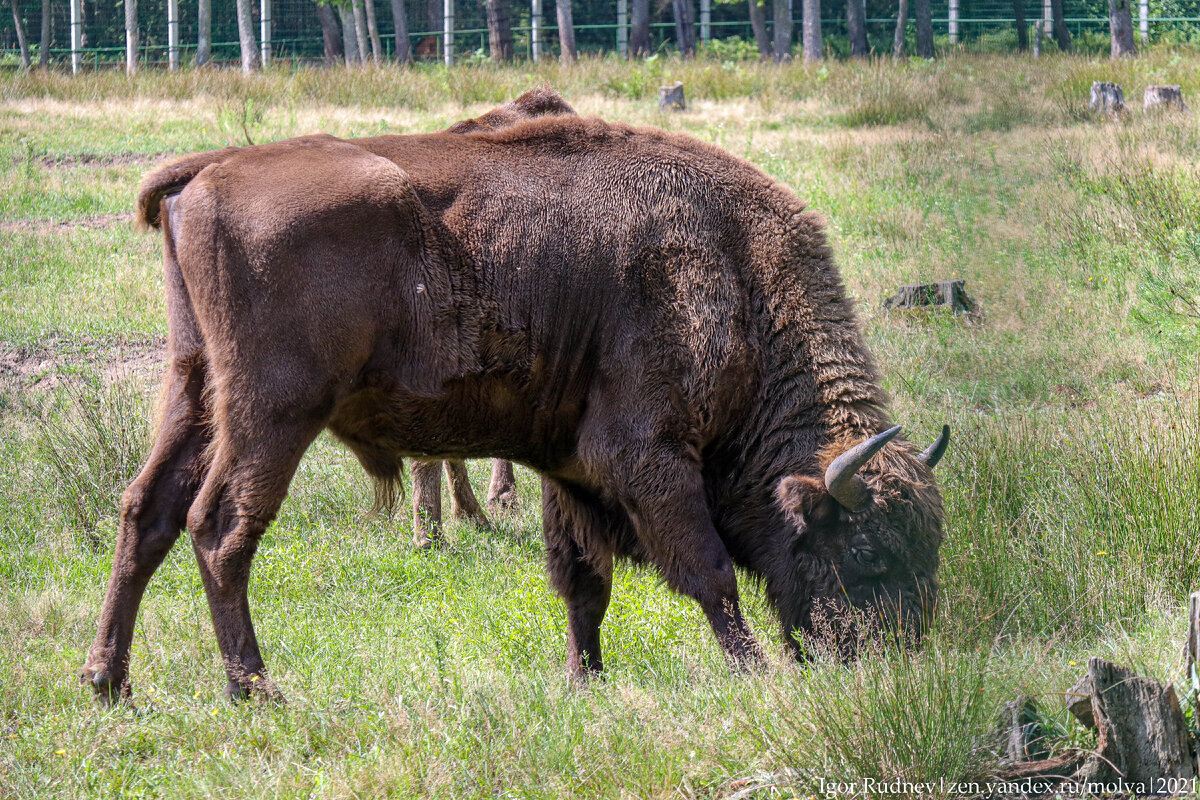 Необычные факты о зубрах. Американского бизона (bison bison),. Зубр или бизон. Бизон латифронс. Интересные факты о зубре.
