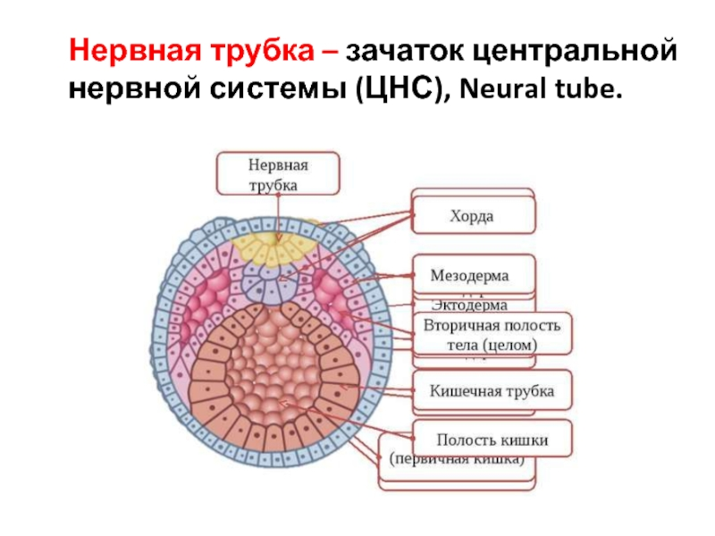 Секс: взгляд с точки зрения нервной системы - гимнастика: упражнения и инвентарь