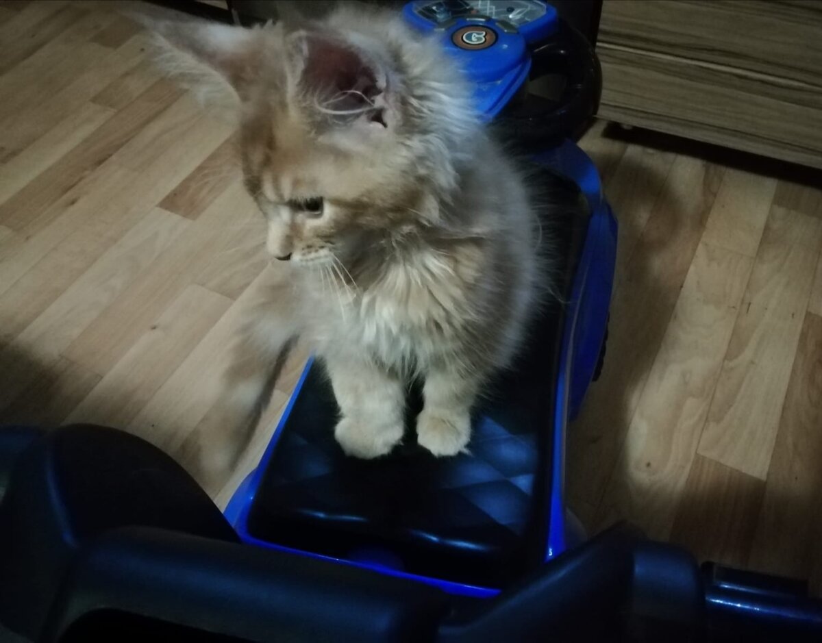 Мой котеечка
