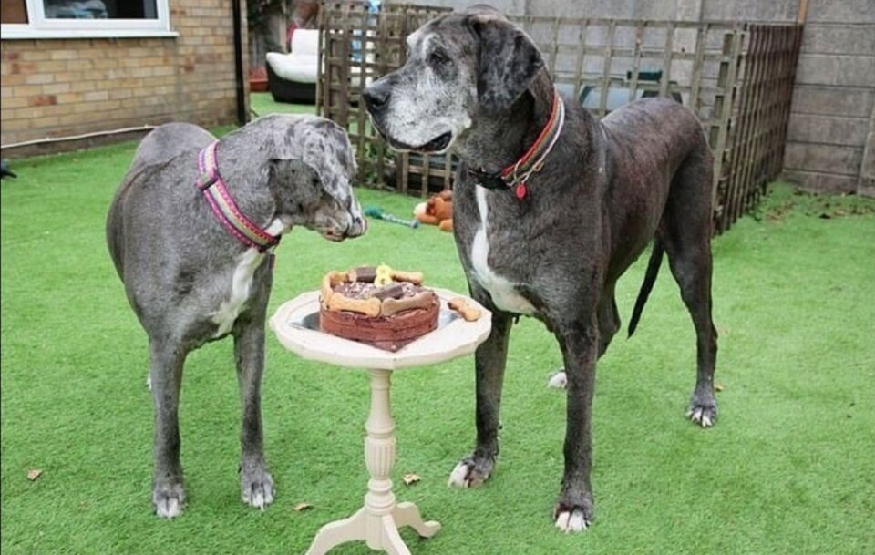 Фредди был самым маленьким щенком в помете, а сейчас он несколько перерос свою сестру