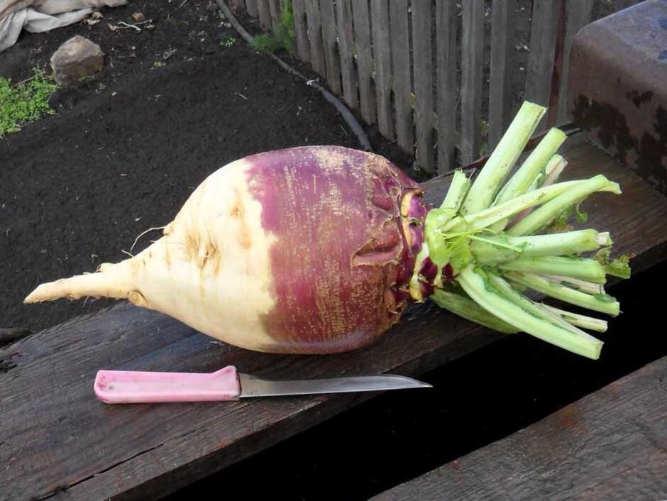 огромный корнеплод.  Картинка с Яндекса