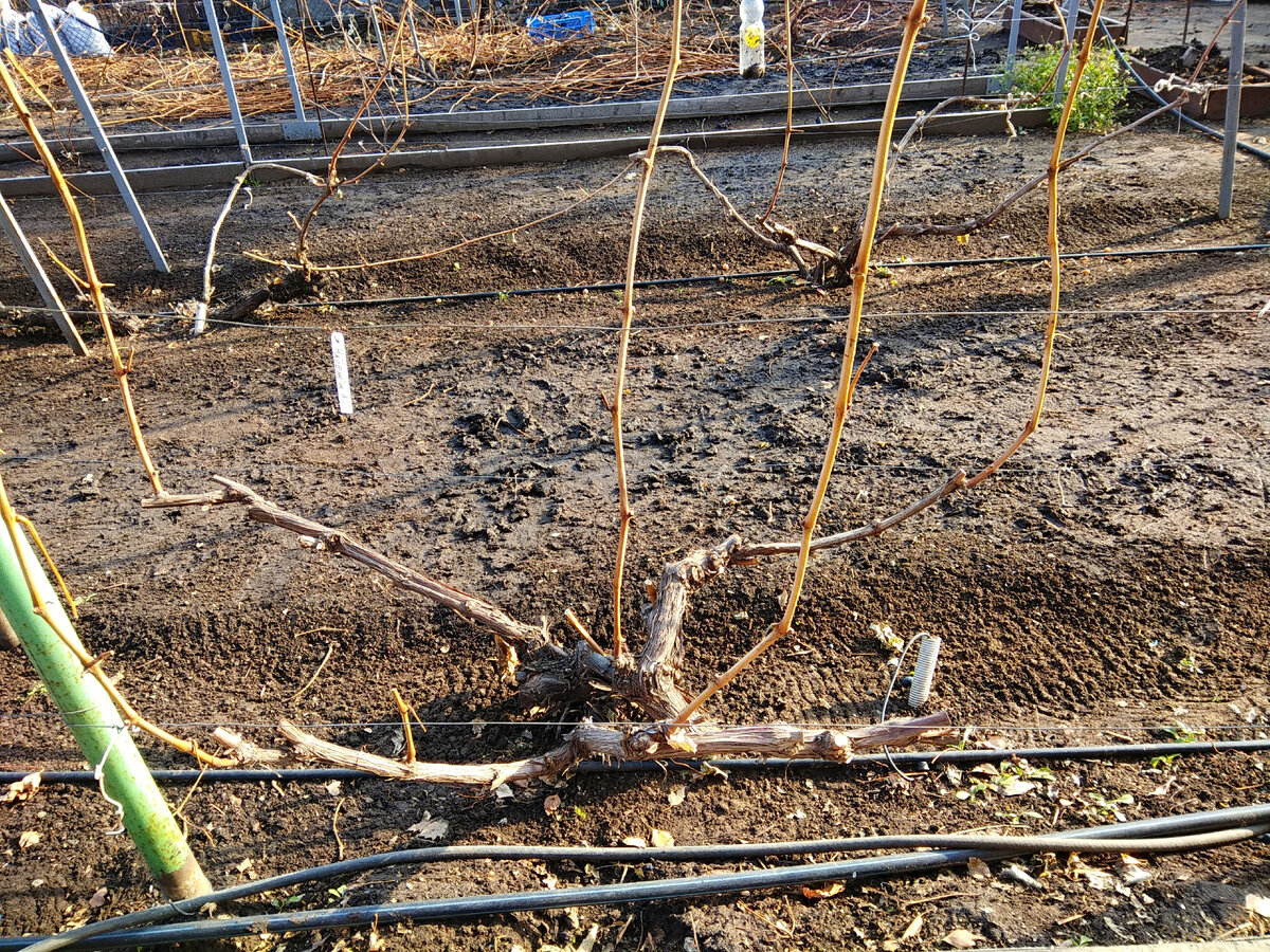 Полная виноградная обрезанность, 30.10.2020