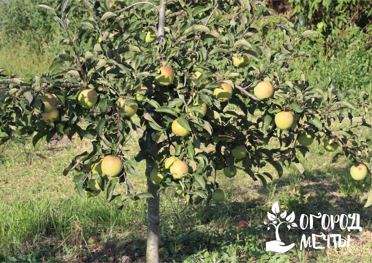 Японские семена овощей. Маркони перец сладкий. Морковные семена. Интернет-магазин 7 семян каталог. Морковь семена.