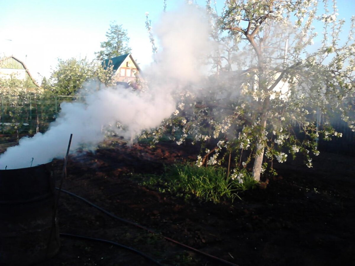 Нужна хорошая защита плодовых деревьев от весенних морозов