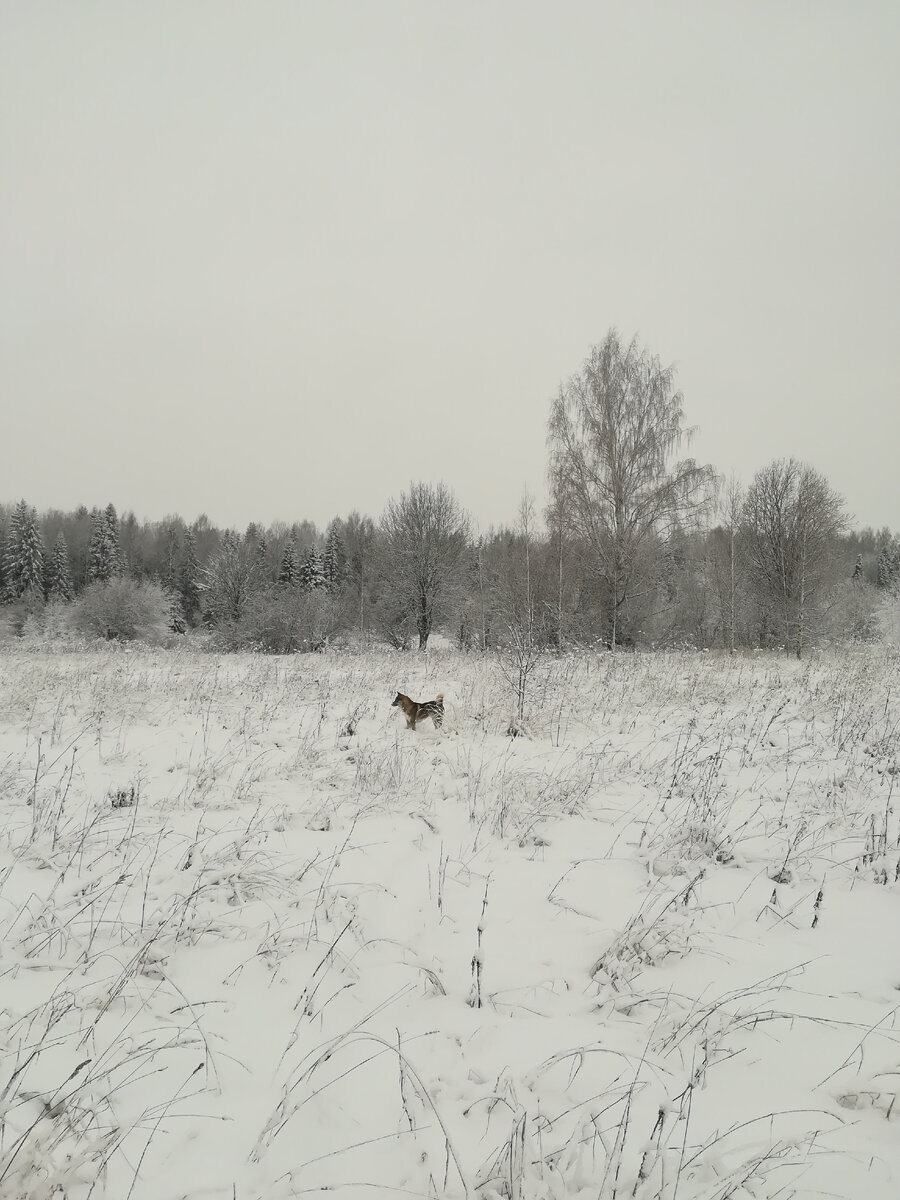 в этом лесу меня должна была дождаться куница...