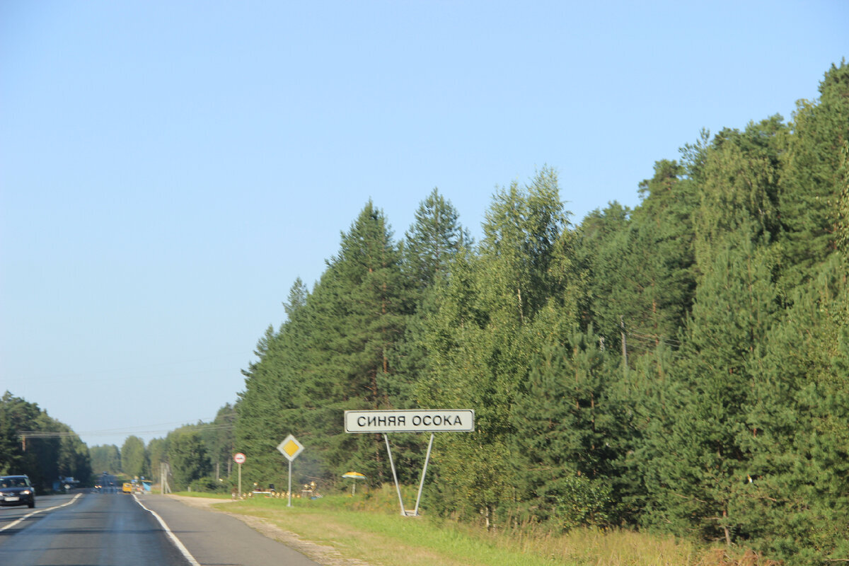 Синяя осока