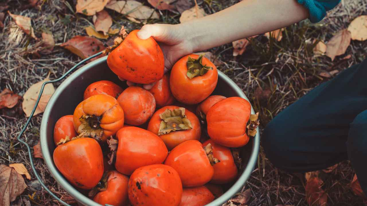 5 хурм. Таджикская хурма. Хурма в Таджикистане. Хурма сбор урожая. Хурма дерева Таджикистана.