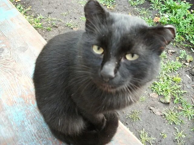 Марсик