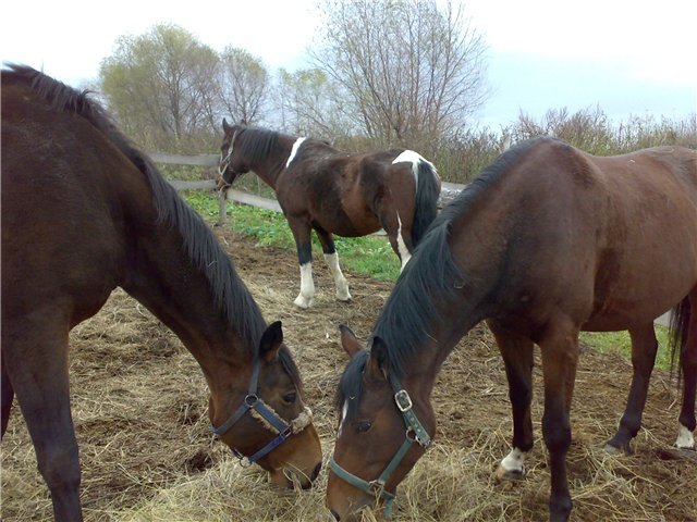 Поля,Аризона,Маркиза.