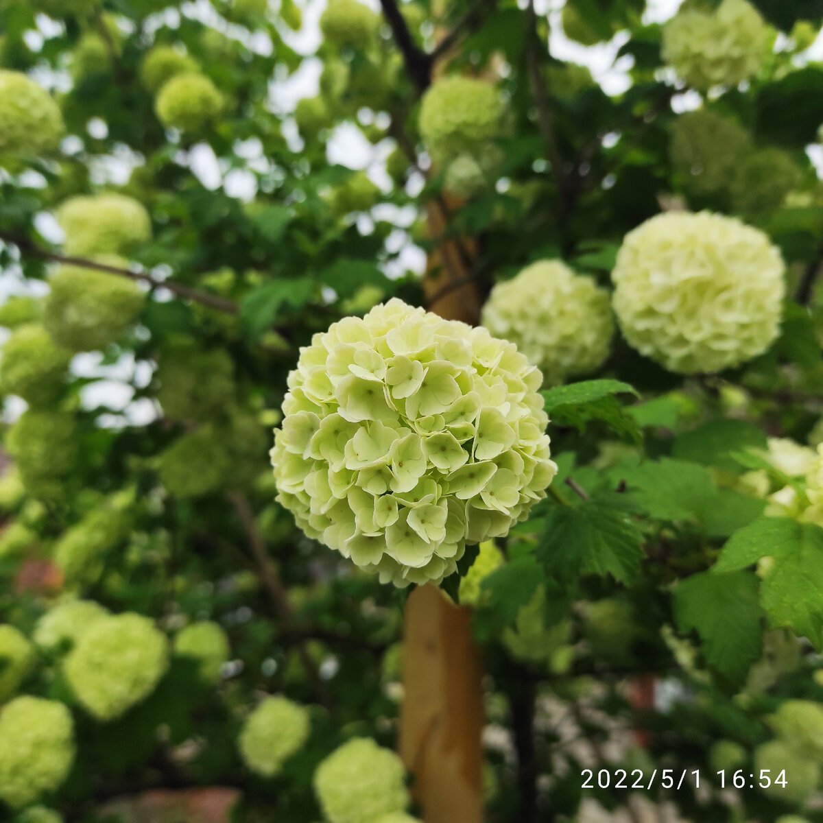 Калина бульденеж