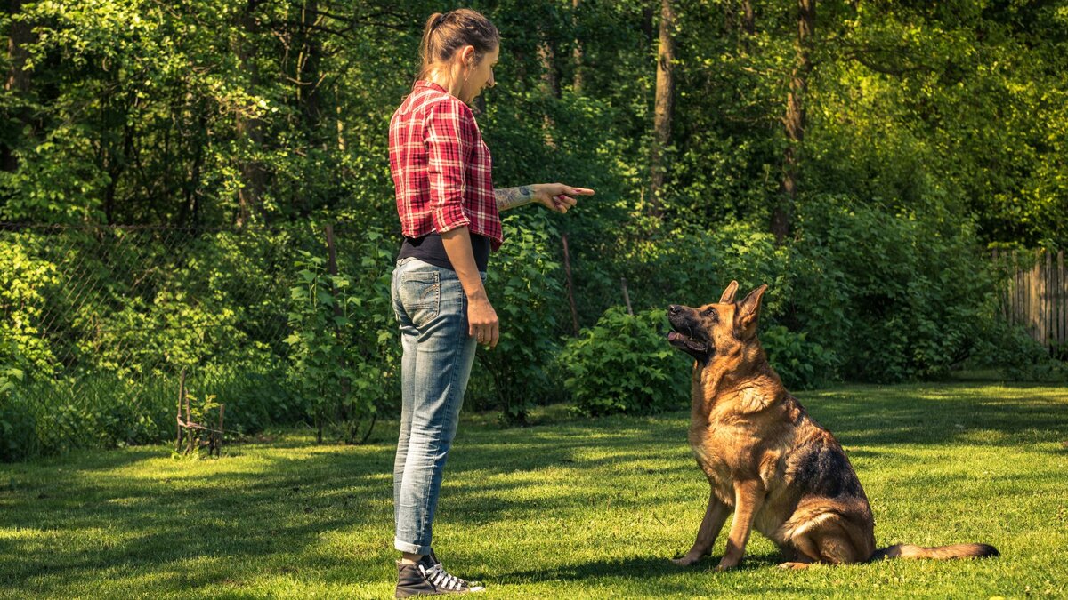 Это те собаки, которые хорошо поддаются дрессировке | Dog Breeds | Дзен