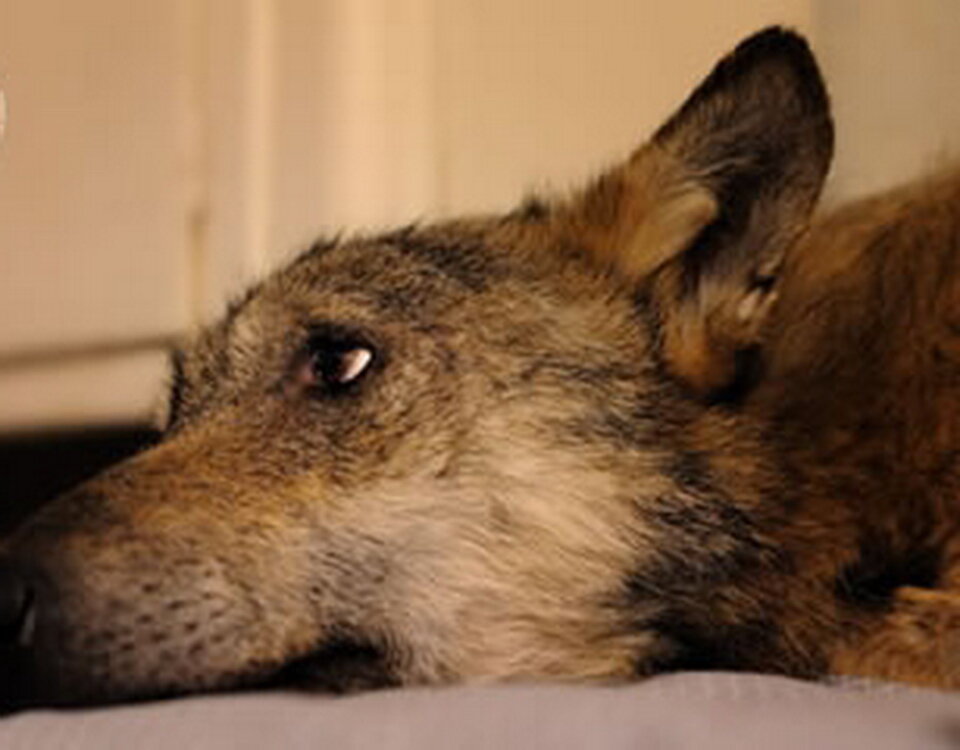 Наварра приходит в себя после нескольких операций и множества уколов