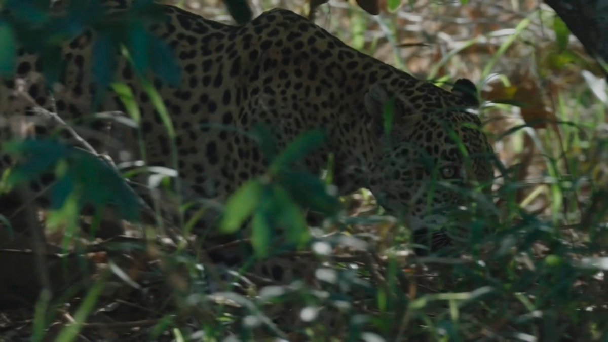 Южноамериканский ягуар