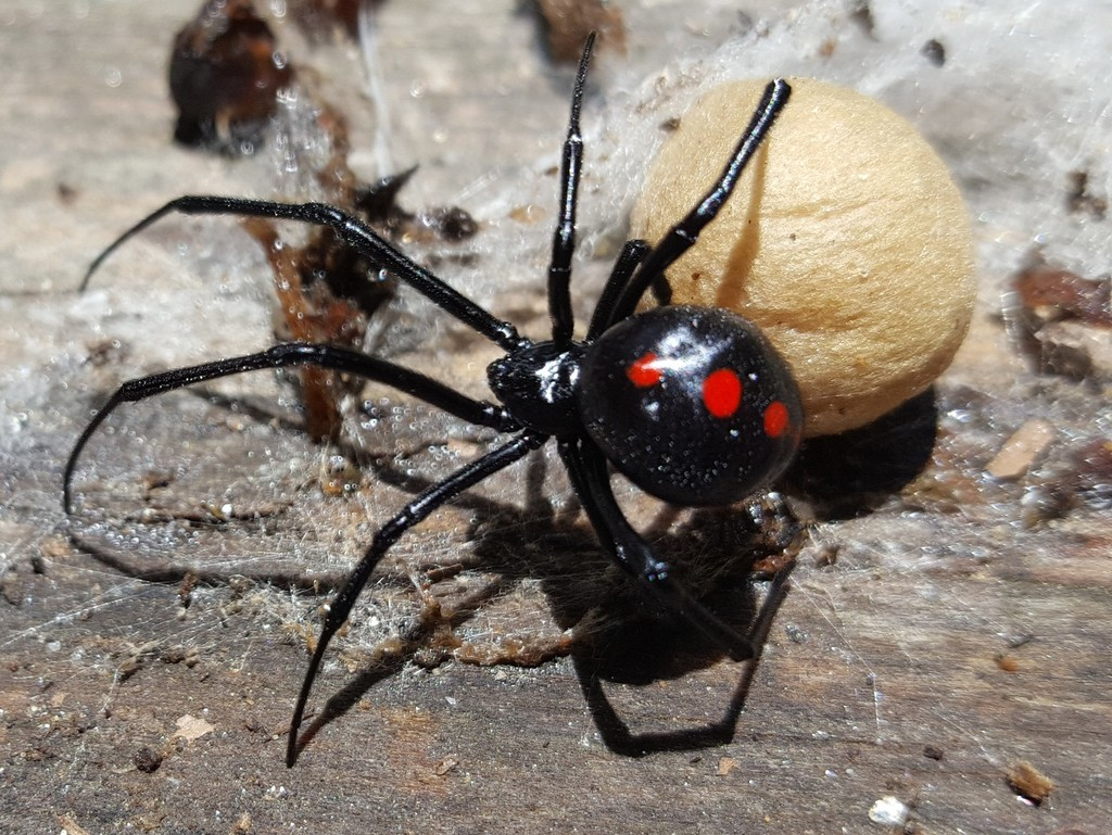 ядовитые пауки украины фото и названия