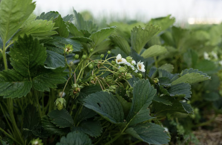 Летняя подкормка клубники. PrtSc автора.