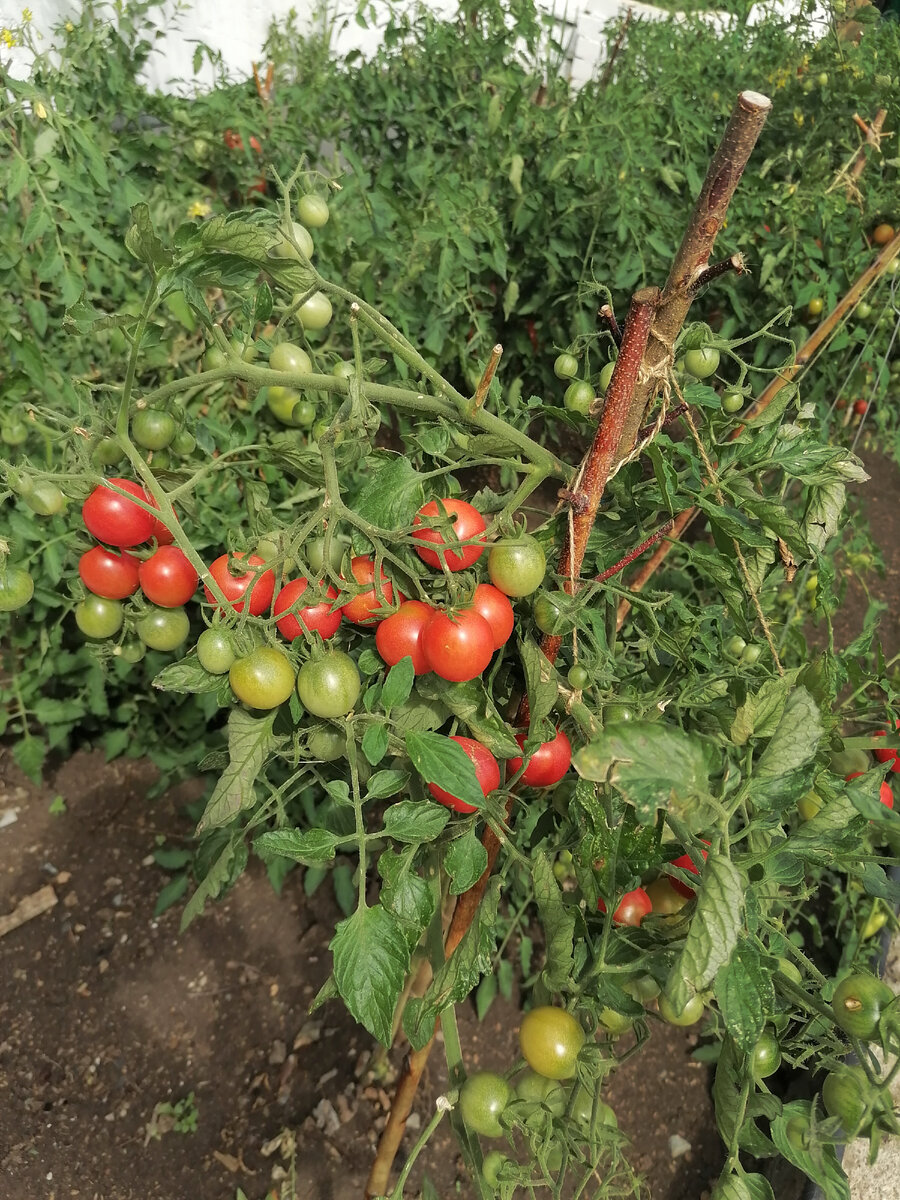 Личное фото автора 