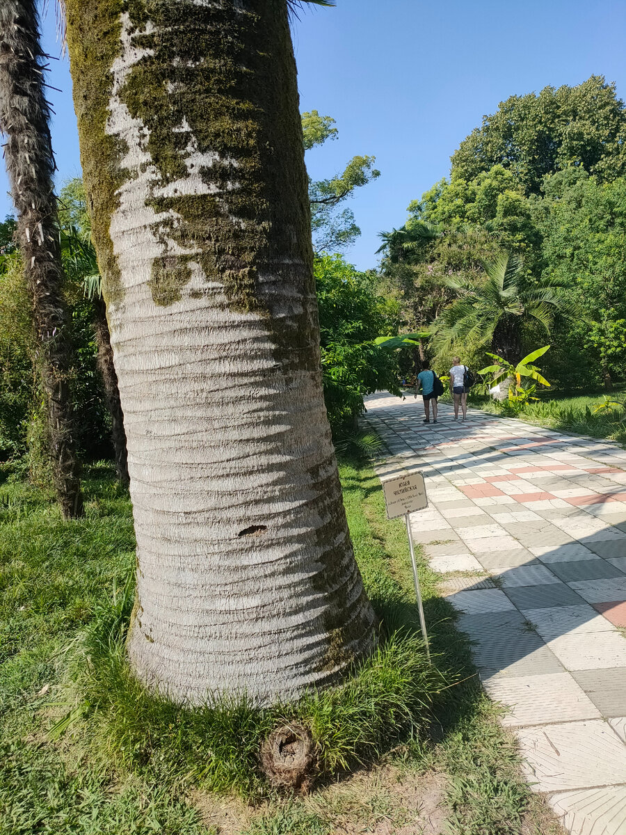 Ботанический сад Сухум