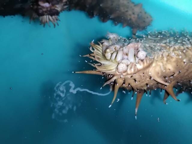 Самочка морского огурца выпускает икринки