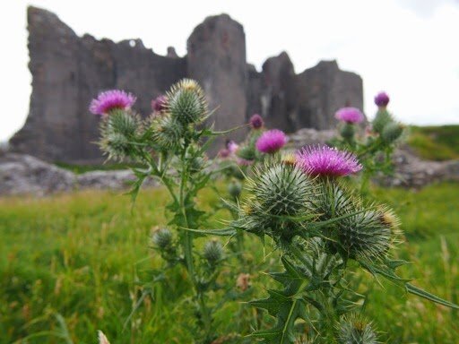 Чертополох Thistle шотландский