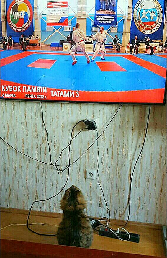 Фанат карате -   Урман  - кот ученый. На татами Егор Марченко слева. Фото автора