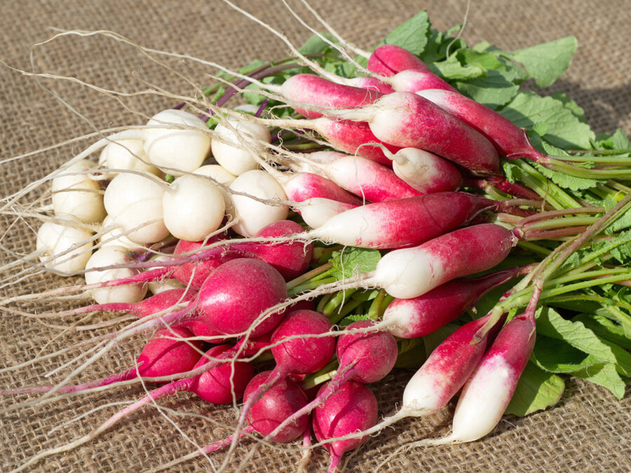 Злая редиска. Редис человек. Редиска для ценника. Редиска нехороший человек. Веселые овощи редиска.