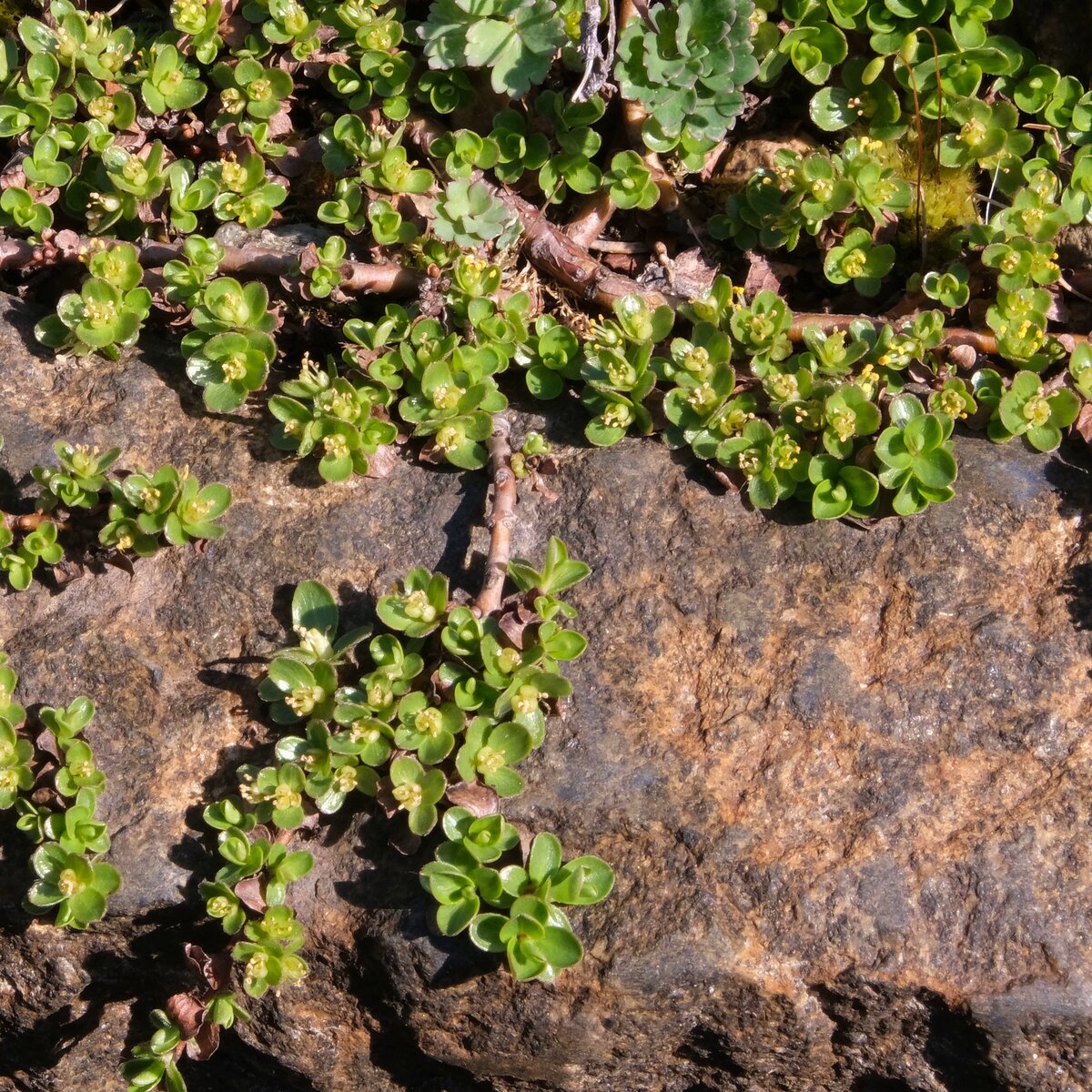 Цветет ива тимьянолистная (Salix serpyllifolia)