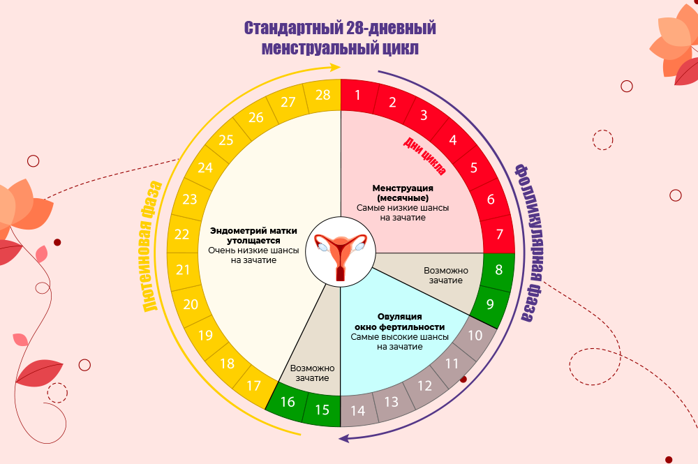 Схема овуляции в картинках