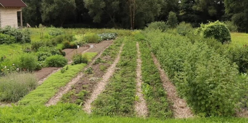 Фото: Дмитрий Кастрицкий