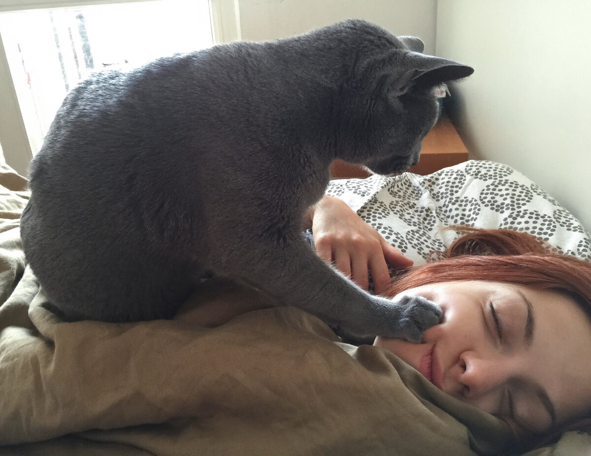 Почему кошка смотрит на спящего хозяина: что это значит