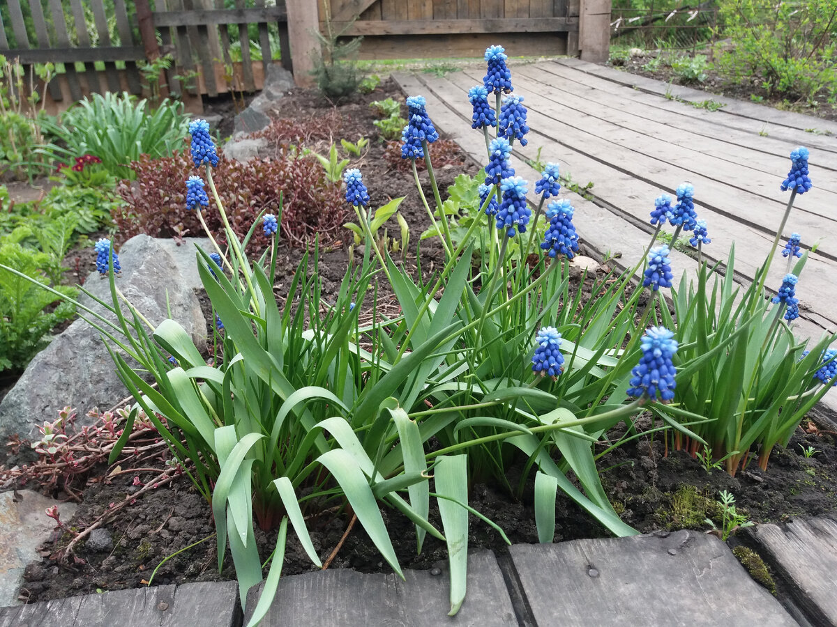 Мускари – яркие неприхотливые растения, напоминающие миниатюрный гиацинт.