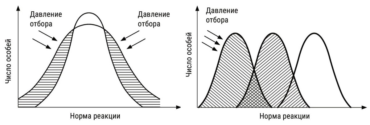 Движущий отбор норма реакции. Движущий отбор норма реакции
