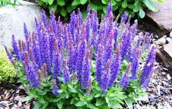 травы при похудении