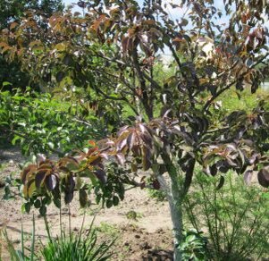 При неправильной посадке дерево будет плохо расти, вследствие чего почки будут распускаться долго, появится неравномерное распределение плодов по кроне и склонность к заболеваниям. Ослабленную вишню можно распознать по некоторым признакам, среди которых: