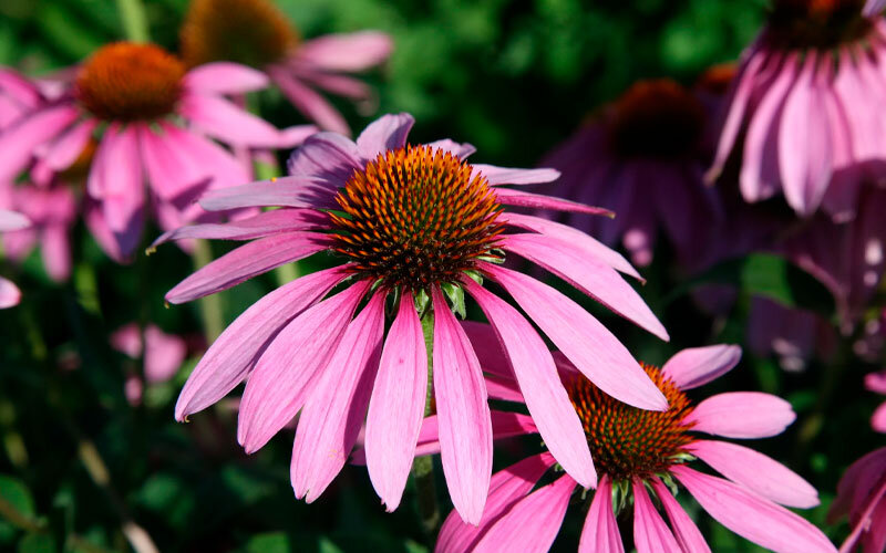 Эхинацея пурпурная (Echinacea purpurea)