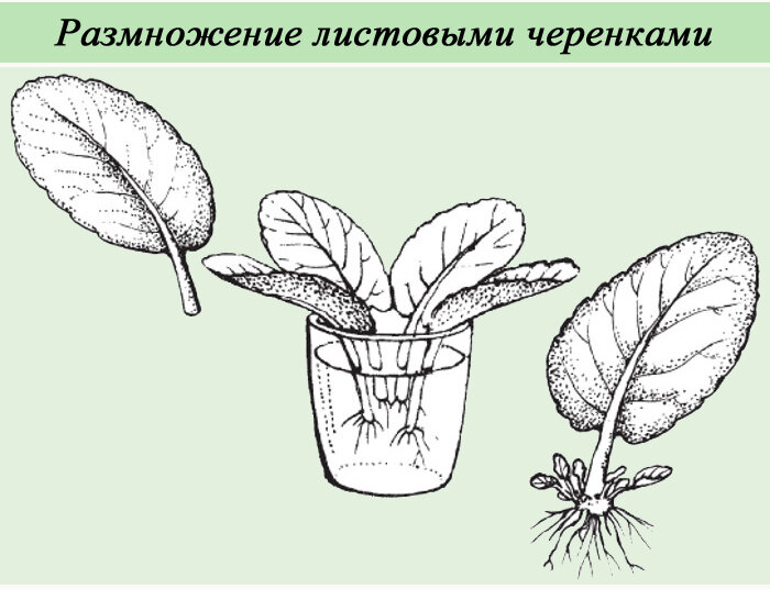 Рассмотрите рисунок на котором схематично изображен один из способов разведения комнатных растений