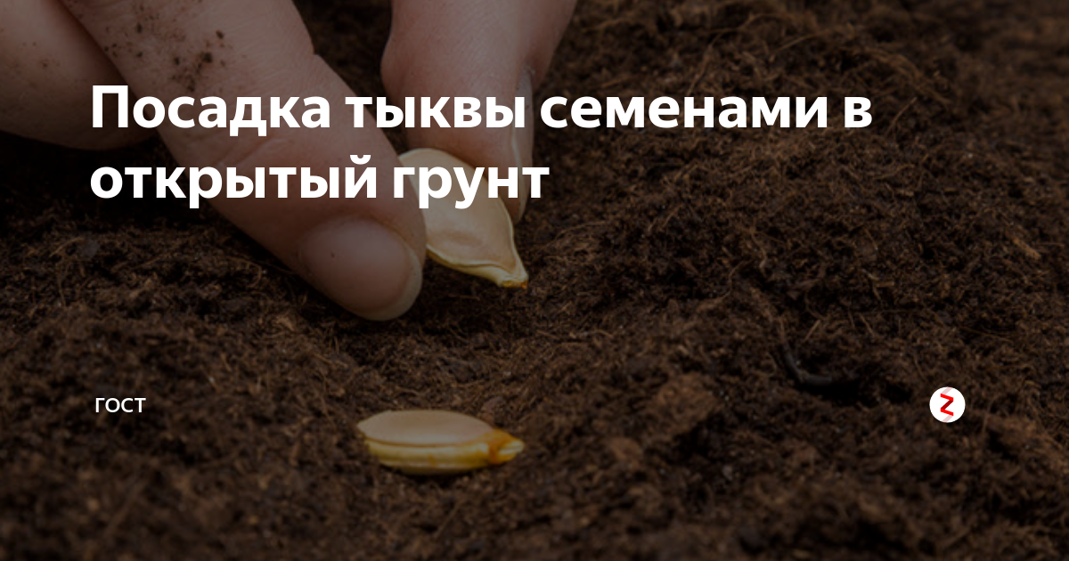 Посадка семян тыквы в открытый грунт. Посадка семян тыквы в открытый грунт семенами. Тыква посадка в грунт семенами открытый грунт. Посев семян тыквы в грунт. Открытый грунт семена тыквы.