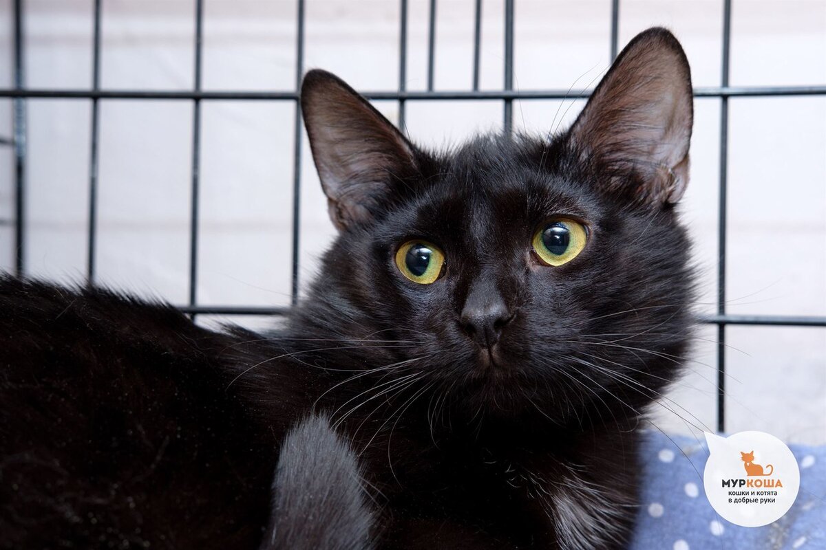 возраст – 9 месяцев
кастрирован  
привит, есть чип и ветпаспорт  
приучен к лотку и когтеточке  