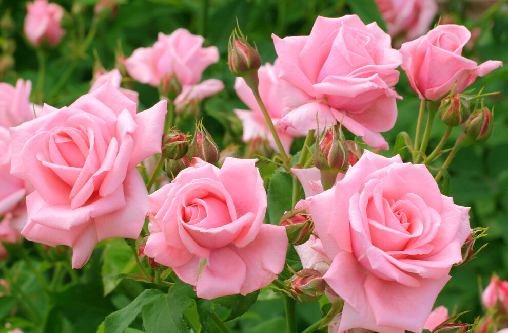      Весна – самое время позаботиться о том, чтобы розы на участке получили полагающуюся им порцию питательных веществ, необходимых для хорошего роста и пышного цветения.-2